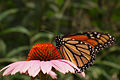 Monarch Butterfly Danaus plexippus Purple Coneflower 3008.jpg