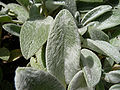 Stachys byzantina1.jpg