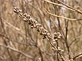 Summersweet Clethra alnifolia 'Hummingbird' Dried 3264px.jpg