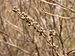 Summersweet Clethra alnifolia 'Hummingbird' Dried 3264px.jpg