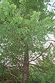 Bald Cypress Tree and Trunk 2000px.jpg