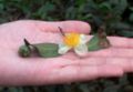 Camellia-sinensis-flower.JPG