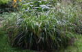 Carex-pendula-total.JPG