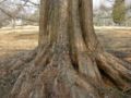 Dawn Redwood Metasequoia glyptostroboides Base 3264px.jpg