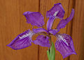 Japanese Roof Iris Iris tectorum 'Woolong' Flower 2754px.jpg