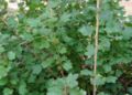 Ribes-uva-crispa-total.JPG