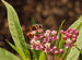 Swamp Milkweed Asclepias incarnata Insect 2732px.jpg