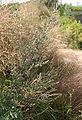 Artemisia-vulgaris-fruits.JPG