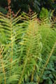 Cinnamon Fern Osmunda cinnamomea Plant 2000px.JPG