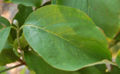 Flowering Dogwood Cornus florida 'Appalacian Spring' Leaf 2650px.JPG