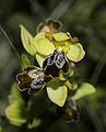 Ophrys fusca 3.jpg
