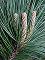 Pinus Radiata detail.jpg