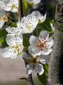 Prunus spec 2.JPG