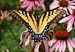 Eastern Tiger Swallowtail Papilio glaucus Wings 2908px.jpg