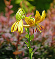 Hanson's Lily Lilium hansonii Flower 1637px.jpg