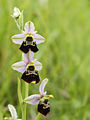 Ophrys fuciflora (plant).jpg