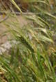 Triticum-monococcum-ear.JPG