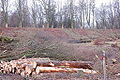 20061224-schleusentreppe-niederfinow-074.JPG