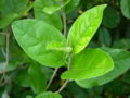 Alabama Croton Croton alabamensis Closeup 3264px.JPG