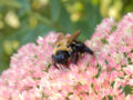 Bee On Flower Front 2000px.jpg