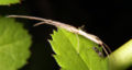 Longjawed orb weaver 006.jpg