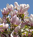 Magnoliali.jpg