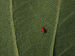 Tulip Tree Liriodendron tulipifera Leaf Underside Red Mite 2700px.jpg