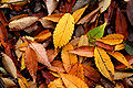 Autumn Leaf 08Nov17.jpg