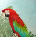 Brookfield zoo fg07.jpg