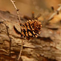 Japanese Larch Larix kaempferi Cone 1800px.jpg