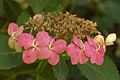 Bigleaf Hydrangea Hydrangea macrophylla 'Tokyo Delight' Pink Edit 3008px.jpg