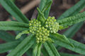 Butterfly Weed Asclepias tuberosa Flower Buds 3008px.jpg