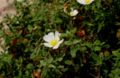 Cistus-salvifolius-flower.JPG