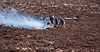 Controlling gorse on Dartmoor 764.jpg