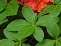 Flame Azalea Rhododendron calendulaceum 'Mandarin Red' Leaves 3264px.jpg