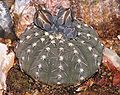 Gymnocalycium stellatum20090507 09.jpg