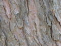 Japanese Larch Larix kaempferi Bark 3264px.jpg