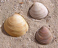 3 Chamelea gallina shells.jpg