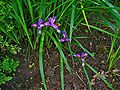 Iris graminea 001.JPG