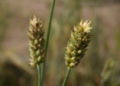 Triticum-compactum-ear.JPG