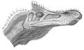 +Irritator limae.jpg