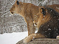 African Lion Panthera leo Snow Pittsburgh 2816px.jpg