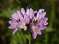 Allium roseum (inflorescense).jpg
