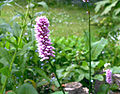 Bistorta-officinale-flower-head.JPG