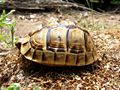 ''Testudo graeca'' sarda1.JPG