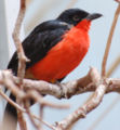 Black-headed Gonolek Laniarius erythrogaster National Aviary 1200px.jpg