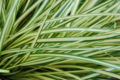 Evergold Sedge Carex oshimensis 'Evergold' Leaves 3008px.JPG