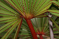 Latania lontaroides young foliage (detail).JPG
