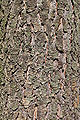 Pseudotsuga menziesii bark Rogów.jpg