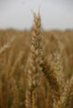 Triticum-aestivum-ear.JPG